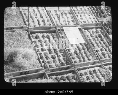 Verpacktes Obst Datum: Undatierte Stichwörter: Obstanbau Stockfoto