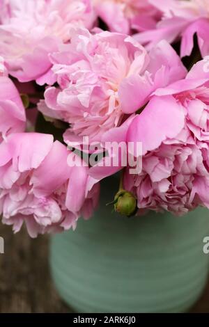Frisch gepflückte rosa Pfingstrosen in EINER türkisfarbenen Vase Stockfoto