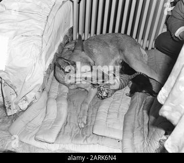 Hirtenhund aus Hillegom füttert jungen Tiger Datum: 3. Mai 1954 Ort: Hillegom Schlagwörter: Hunde, Katzen Stockfoto
