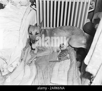 Hirtenhund aus Hillegom füttert jungen Tiger Datum: 3. Mai 1954 Ort: Hillegom Schlagwörter: Hunde, Katzen Stockfoto