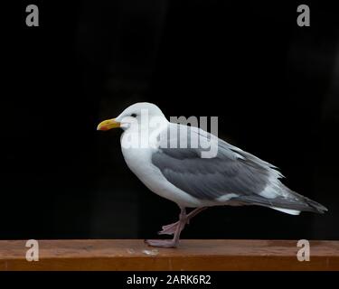 Westliche Möwe; Möwe; Möwe; Vogel; Nahaufnahme; Stockfoto