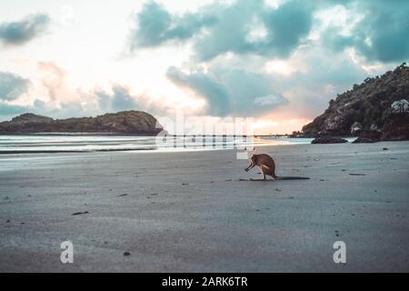 Känguru am Strand bei Sonnenaufgang gegen bewölkten Himmel Stockfoto