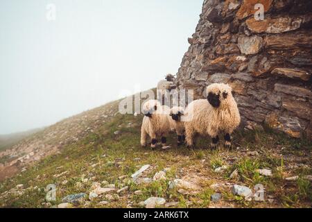 Gruppe von langen Schafen Wolle in alpiner Umgebung Stockfoto