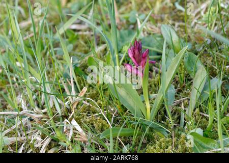 Die Holunderblütige Orchidee (Dactylorhiza sambucina) ist eine krautige Pflanze, die zur Familie der Orchidaceen gehört Stockfoto