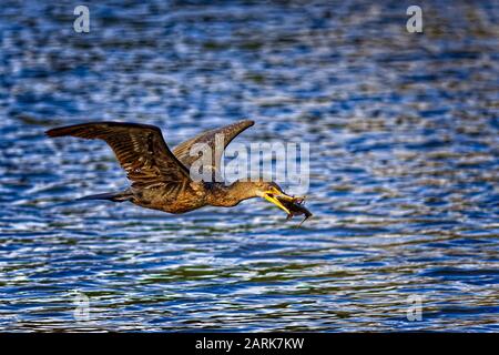 Doppelkrebiger Cormorant (Phalacrocorax auritus), der den Fang des Tages im Bolsa Chica Ecological Reserve CA.USA Gefangen hat Stockfoto