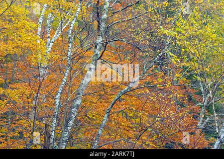 Wunderschönes rotes und orangefarbenes und gelbes Herbstlaub gegen einen Stand weißer Birken im grünen Berg-Nationalwald von Vermont Stockfoto