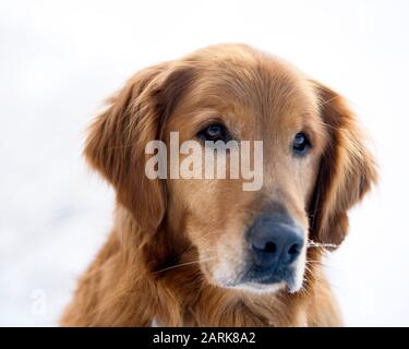 Porträt eines jungen Golden Retriever Hundes Stockfoto