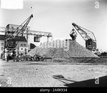 Zuckerrübenkampagne in vollem Gange (Halfweg) Datum: 10. Oktober 1955 Standort: Halfweg, Noord-Holland Schlüsselwörter: Kräne, Zuckerrüben Stockfoto