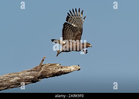 Western Banded Snake-Eagle - Circaetus cinerascens graubrauner afrikanischer Raptor mit kurzem Schwanz und großem Kopf, auf dem Stamm sitzend und wegfliegend Stockfoto