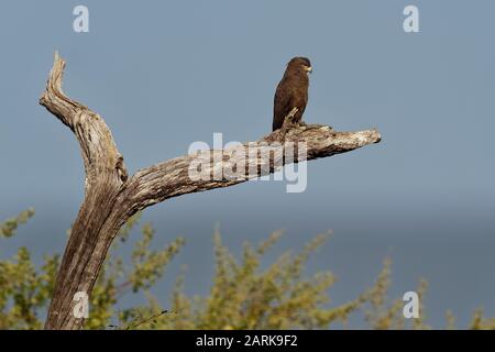 Western Banded Snake-Eagle - Circaetus cinerascens graubrauner afrikanischer Raptor mit kurzem Schwanz und großem Kopf, auf dem Stamm sitzend und wegfliegend Stockfoto