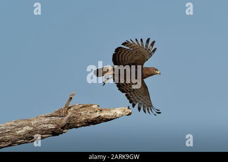 Western Banded Snake-Eagle - Circaetus cinerascens graubrauner afrikanischer Raptor mit kurzem Schwanz und großem Kopf, auf dem Stamm sitzend und wegfliegend Stockfoto