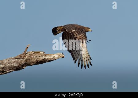 Western Banded Snake-Eagle - Circaetus cinerascens graubrauner afrikanischer Raptor mit kurzem Schwanz und großem Kopf, auf dem Stamm sitzend und wegfliegend Stockfoto