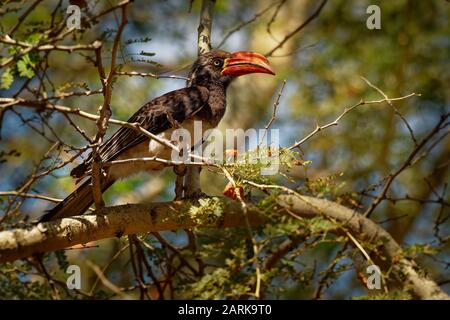 Gekrönt Nashornvogel - tockus Lophoceros alboterminatus Vogel mit weißem Bauch und schwarzem Rücken und Flügeln, Tipps der langen Schwanzfedern sind weiß, Schnabel ist Stockfoto