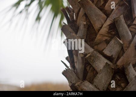 Nahaufnahme eines Palmenstamms Stockfoto