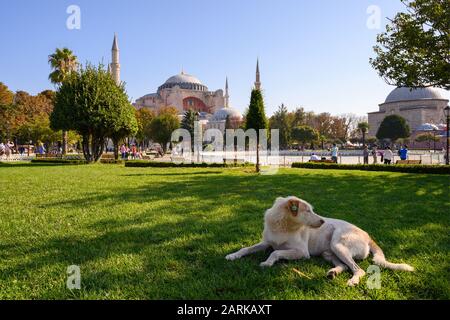 Ein Hund liegt im Gras am Sultanahmet-Platz in Istanbul, Türkei. Die Hagia Sophia steht im Hintergrund. Stockfoto