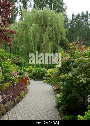 Eine ruhige Szene in den Butchart Gardens mit einem schönen weinenden Baum am Ende eines Wegs. Stockfoto