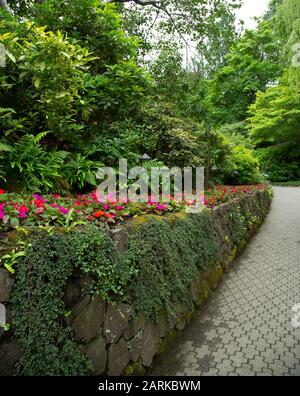 Schöne rosafarbene Impatiens entlang einer grünen Gartenmauer. Stockfoto