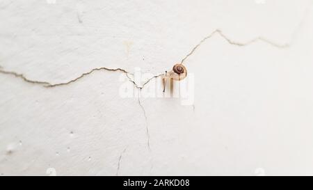 Kleine Schnecke, die in einer weißen Wand in Draufsicht durch einen Riss geht. Stockfoto