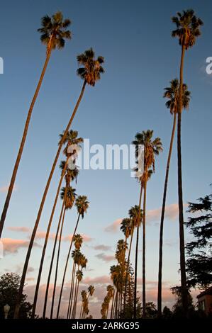 Eine Reihe von Palmen bei Sonnenuntergang in Los Angeles, CA. Stockfoto