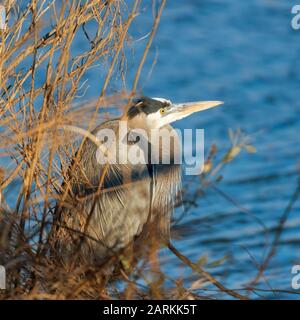 Great Blue Heron ruht am Ufer. Blackwater National Wildlife Refuge. Maryland. USA Stockfoto