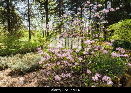 Nahaufnahme des mauvehalzenden Rhododendrons - Azaleen-Sträucher im Frühjahr, Montreal Montreal Botanical Garden, Quebec, Kanada Stockfoto