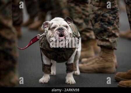 Marine Corps Rekrutieren das Maskottchen von Depot Parris Island, LCpl. Opha May, steht inmitten von Marines bei einer Battalion Formation auf Parris Island, S.C., 3. Januar 2019. Opha May wurde vom befehlshabenden Offizier des Headquarters and Service Battalion, dem Oberst Sean C. Kileen, in den Rang eines Korporals befördert. Anwesend waren Marine Corps Recruit Depot Parris Island's Commanding General, Brig. Gen. James F. Glynn, seine Familie, und Depot Sergeant Major, Sgt. Major William Carter. (USA Marine Corps Fotos von Sgt. Dana Beesley) Stockfoto