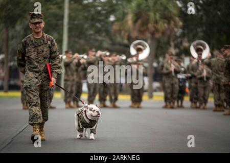 Marine Corps Rekrutieren das Maskottchen von Depot Parris Island, Cpl. Opha May, geht mit ihrem Handlanger Lance Cpl zurück in die Formation des Bataillon. Martin SandersMartinez, auf Parris Island, S.C., 3. Januar 2019. Opha May wurde vom befehlshabenden Offizier des Headquarters and Service Battalion, dem Oberst Sean C. Kileen, in den Rang eines Korporals befördert. Anwesend waren Marine Corps Recruit Depot Parris Island's Commanding General, Brig. Gen. James F. Glynn, seine Familie, und Depot Sergeant Major, Sgt. Major William Carter. (USA Marine Corps Fotos von Sgt. Dana Beesley) Stockfoto