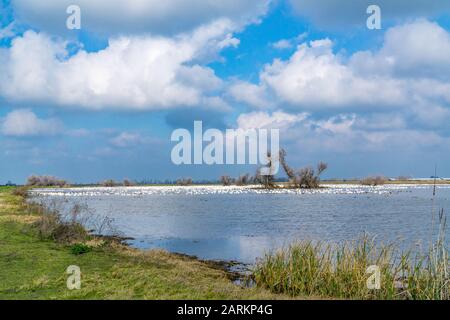 Schnee- und Rossgänse amüsieren im Winter 2020 im Merced National Wildlife Refuge im Central Valley of California USA Stockfoto