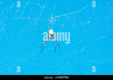 Eine weibliche goldene Orb-Weaver-Spinne (Nephila tetragnathoides), Waya Island; Yasawa Inselgruppe; Fiji; Südpazifische Inseln; Pazifik; Stockfoto