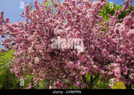 Rosa blühende Malus - Crabapple Trees im Frühjahr Stockfoto