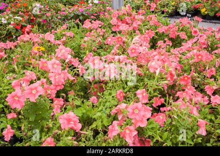 Nahaufnahme von rosa Petunia „Dafy Mix“-Blumen, in denen angebaut wird Kunststoffbehälter in einem kommerziellen Gewächshaus mit Stahlrahmen im Sommer Stockfoto