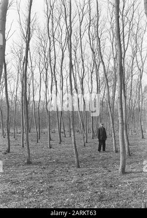 Verschiedene Laubbäume, Akazien, Hoog Keppel Datum: Undatierter Ort: Hoog Keppel Schlüsselwörter: Akazien, verschiedene Laubbäume Stockfoto