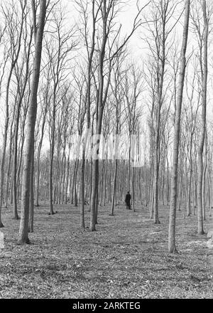 Verschiedene Laubbäume, Akazien, Hoog Keppel Datum: Undatierter Ort: Hoher Keppel Schlüsselwörter: Verschiedene Laubbäume persönlicher Name: Akazie Stockfoto