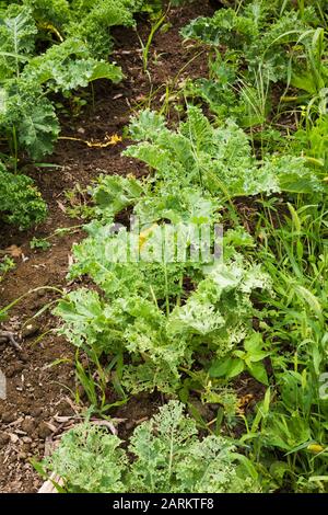 Reihen von Insekten verwüsteten Brassica oleracea - Kale im Sommer auf einem Grundstück mit biologischem Gemüsegarten im Hinterhof. Stockfoto