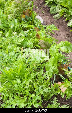 Nahaufnahme von gemischten Lactuca sativa - Salatpflanzen einschließlich Eruca sativa - Rakete im Hinterhof Bio-Gemüsegarten Grundstück in Sommer Stockfoto