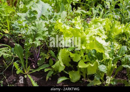 Gemischte Lactuca sativa - Salate einschließlich Eruca sativa - Rocket Im Sommer im Hinterhof Bio-Gartengrundstück Stockfoto
