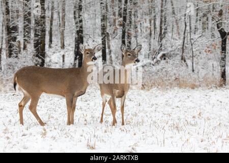 Weißwedelung steht am Rande eines winterlichen Waldes. Stockfoto