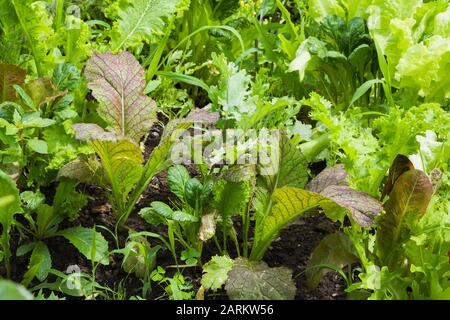 Gemischte Lactuca sativa - Salate einschließlich Eruca sativa - Rocket Im Sommer im Hinterhof Bio-Gartengrundstück Stockfoto