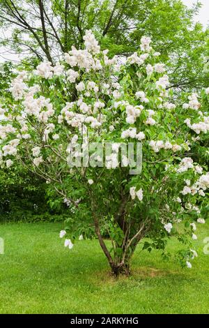 Weiß blühender Hydrangea-Strauch im späten Frühjahr Stockfoto