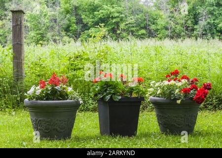 Weiße und gelbe Petunia, rotes Pelargonium - Geranienblüten in Pflanzgefäßen gegen einen Holzpfosten und Metalldrahtzaun im späten Frühjahr Stockfoto