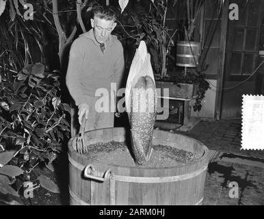Hortus Botanicus Leiden Datum: 8. Februar 1956 Standort: Leiden, Zuid-Holland Stockfoto