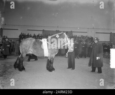 Hengstzulassung den Bosch Datum: 12. Februar 1954 Standort: Den Bosch Stichworten: Hengstzulassungen Stockfoto