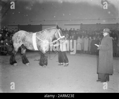 Hengstzulassung den Bosch Datum: 12. Februar 1954 Standort: Den Bosch Stichworten: Hengstzulassungen Stockfoto