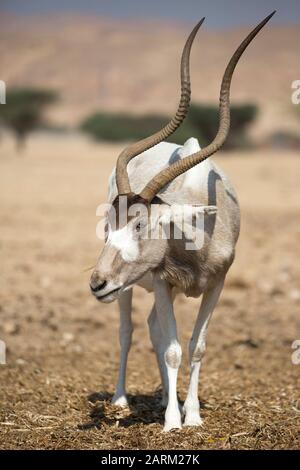 Addax (Addax nasomaculatus), eine vom Aussterben bedrohte Art in Yotvata Hai-Bar Nature Reserve, Züchter- und Rekakklimationszentrum, Negev Wüste, Israel Stockfoto