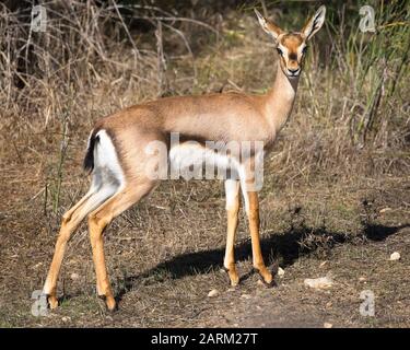 Mountain Gazelle female (Gazella gazella), eine gefährdete Art, in einem städtischen Naturschutzgebiet im Westen Jerusalems, Israel Stockfoto