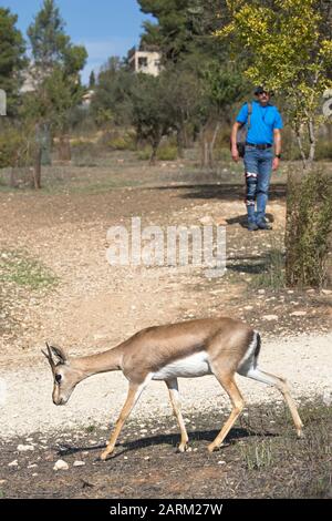 Touristen beobachten eine BergGazelle (Gazella gazella), eine gefährdete Art, in einem Vorort im Westen Jerusalems, Israel Stockfoto