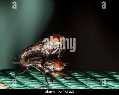 Makrofotografie der Housefly-Paarung am Nylon-Seil Im Hintergrund Isoliert Stockfoto