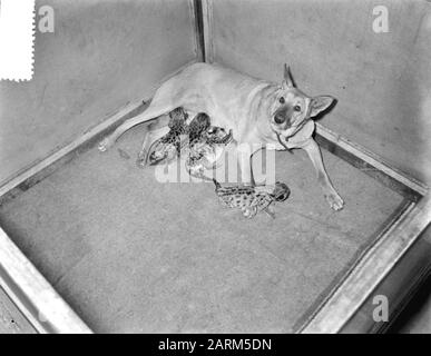 Hirtenhund Doggy aus Soest zoogt vier junge Poemas in Artis Datum: 31. Oktober 1956 Standort: Amsterdam, Noord-Holland Schlüsselwörter: Hunde Institutionenname: Artis Stockfoto