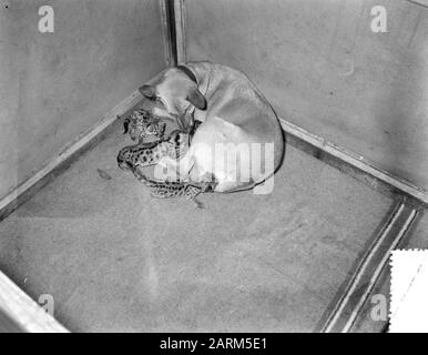 Hirtenhund Doggy aus Soest zoogt vier junge Poemas in Artis Datum: 31. Oktober 1956 Standort: Amsterdam, Noord-Holland Schlüsselwörter: Hunde Institutionenname: Artis Stockfoto