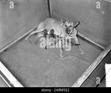 Hirtenhund Doggy aus Soest zoogt vier junge Poemas in Artis Datum: 31. Oktober 1956 Standort: Amsterdam, Noord-Holland Schlüsselwörter: Hunde Institutionenname: Artis Stockfoto